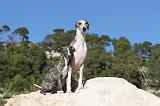 WHIPPET 107